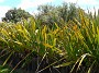5.51- Flax (Phormium tenax)